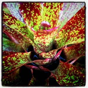 Bromiliad - Moby Dick