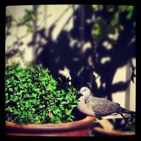 Basking in morning sun