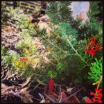 Blossoming grevillea