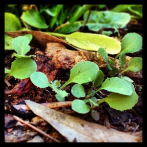 nestled with spinach