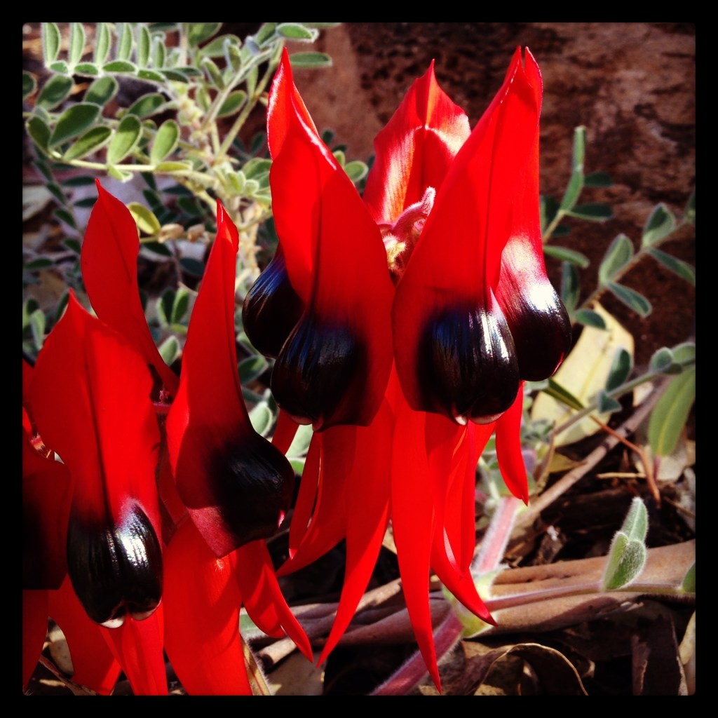 Sturt Desert Pea