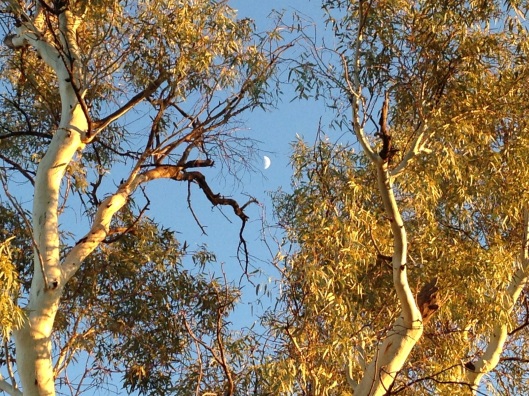 Morning light with fading moon amongst the gums