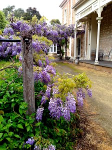 Wysteria at Padthaway Estate