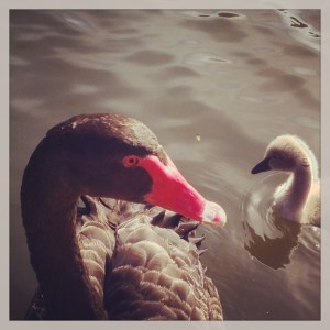 Black Swan and cygnet, Botanic Grdns, Melb