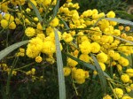 Wattle (Australia's flower emblem)