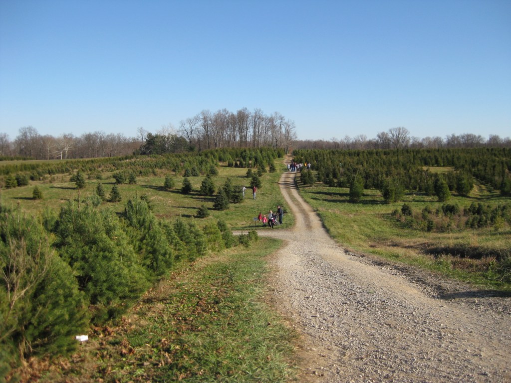 A field of trees with people looking for their special one