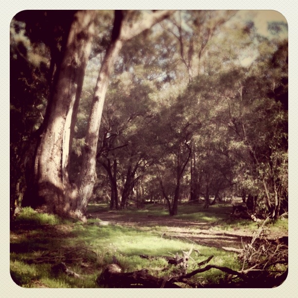 Boranup Karri Forest, Margaret River