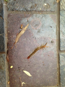 The shape with the legs and stingers is a centipede (4 inches long) 