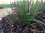 Naked Ladies, three days after the rain