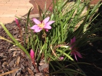 Naked Ladies, four days after rain