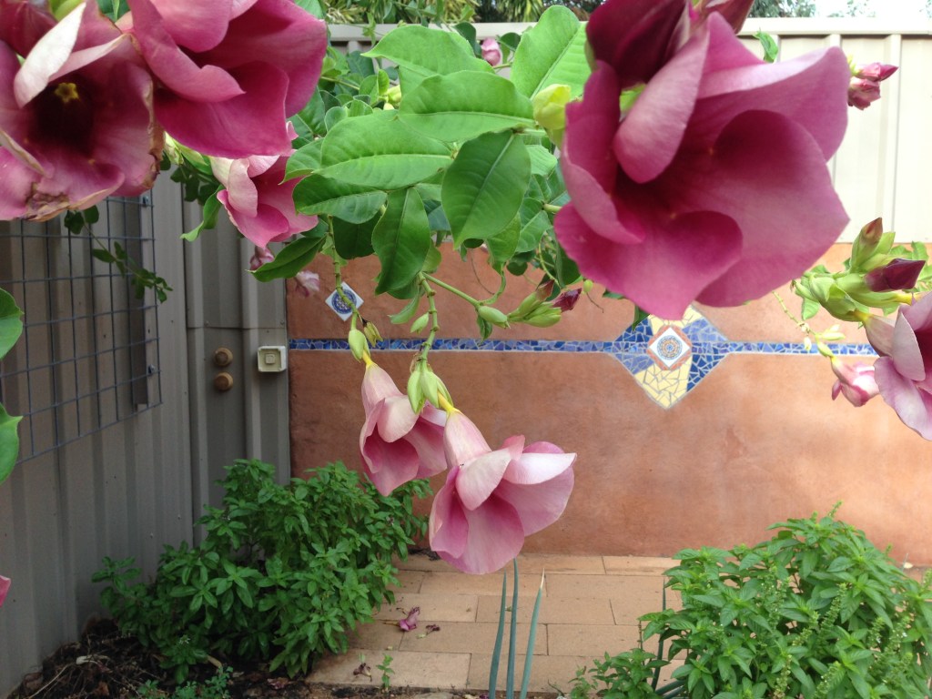 Cherry Ripe and basil in the courtyard.