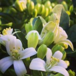 Murraya Paniculata in blossom