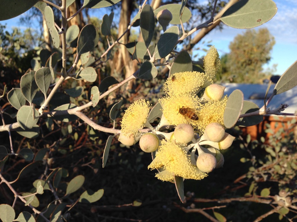 Honeybee and Native bee on same flower cluster