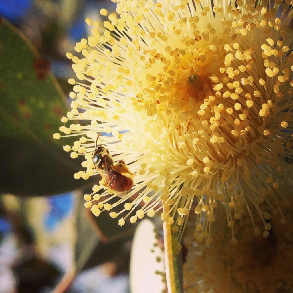 Enlargement of 4mm Tragonia Carbonaria native stingless bee