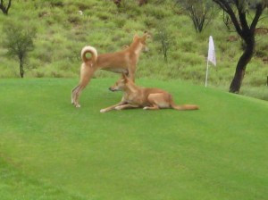 Wild Dingoes on the fairway in front of our house 