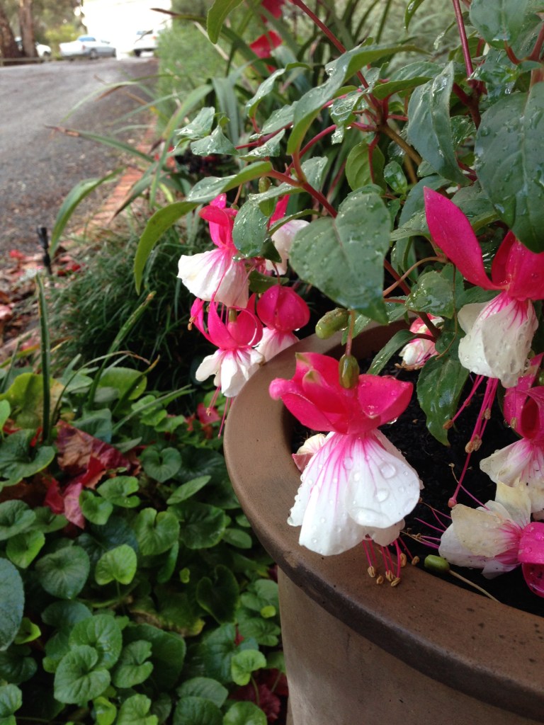 Fuchsia at Pikes Winery