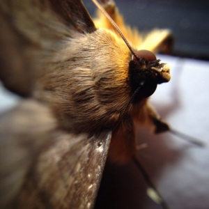 australian-moth-face