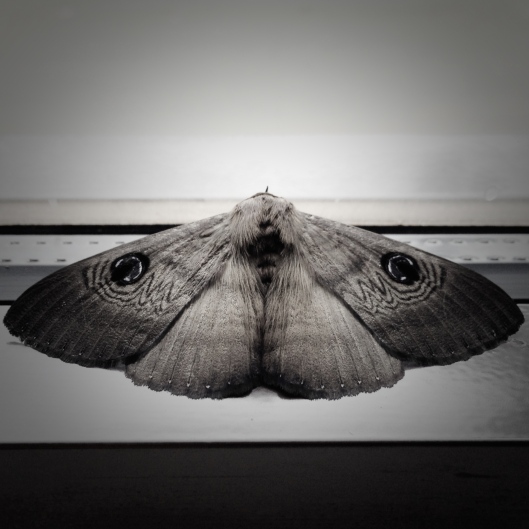 australian-moth