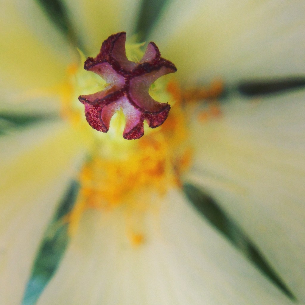 Mexican-poppy-stamen