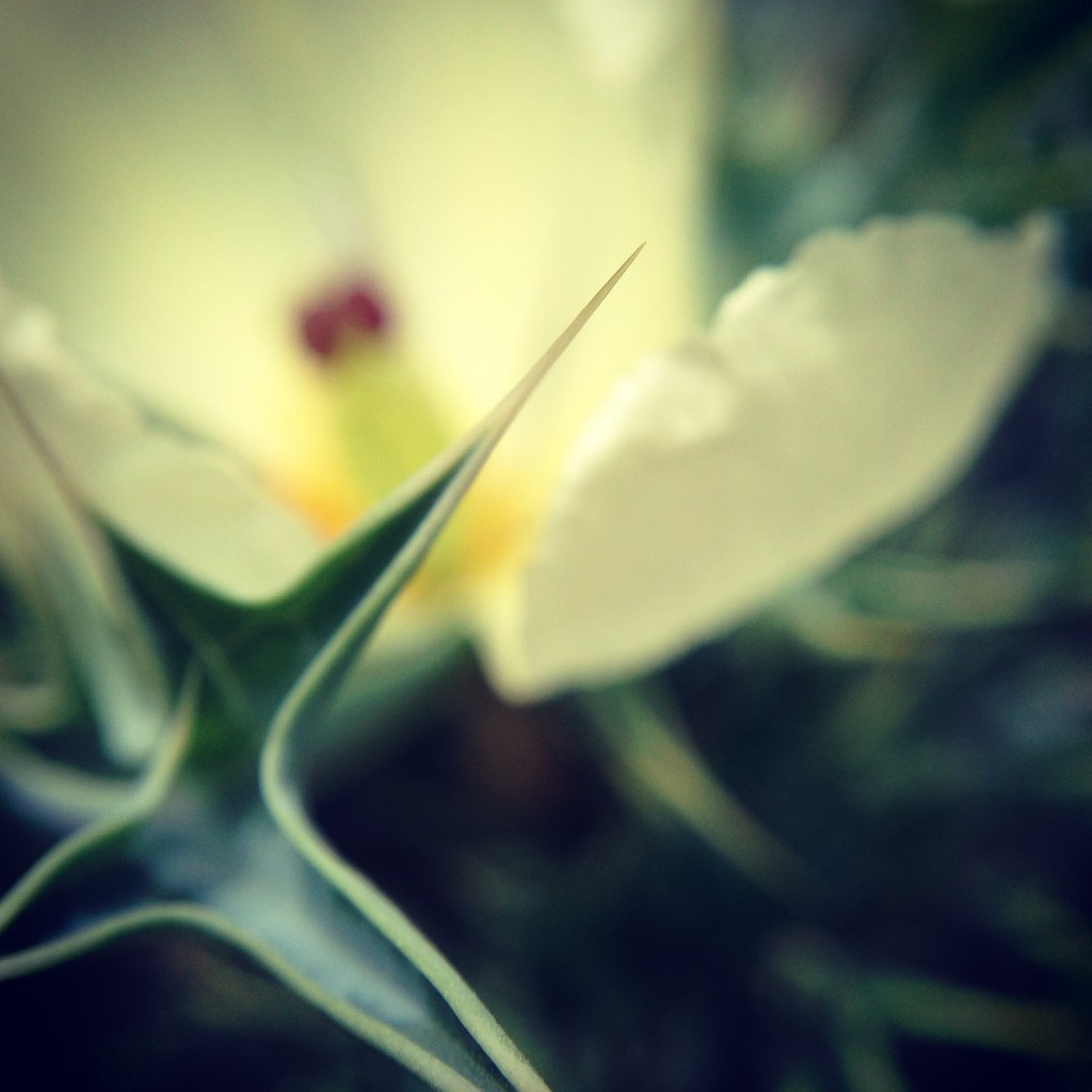 Mexican-poppy-spike-flower