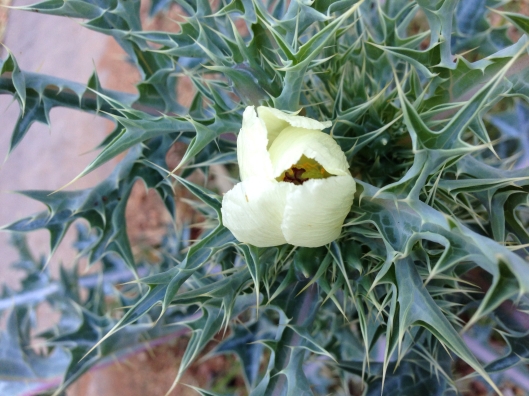 Mexican-poppy-flower