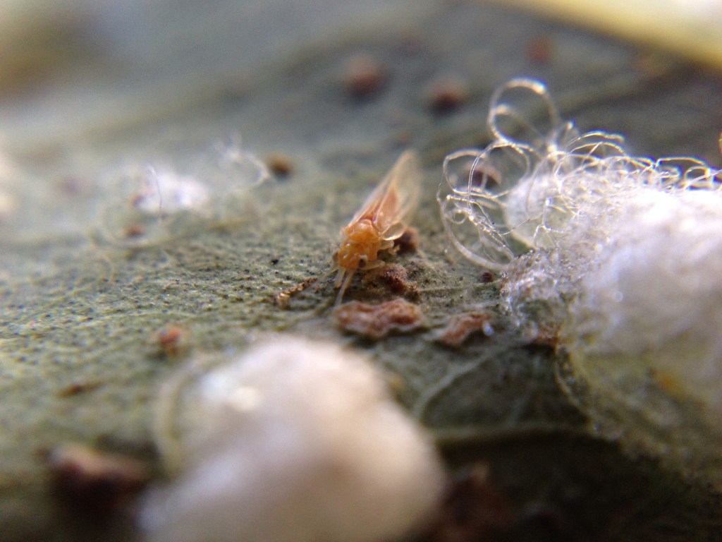 eucalyptus-psyllid-adult