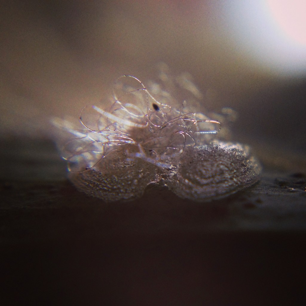 eucalyptus-lerp-psyllid