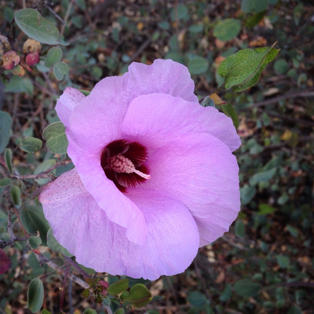 desert-rose-australian