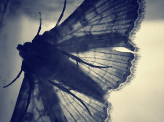 moth-wings