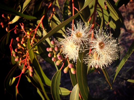 eucalyptus-blossom-australia