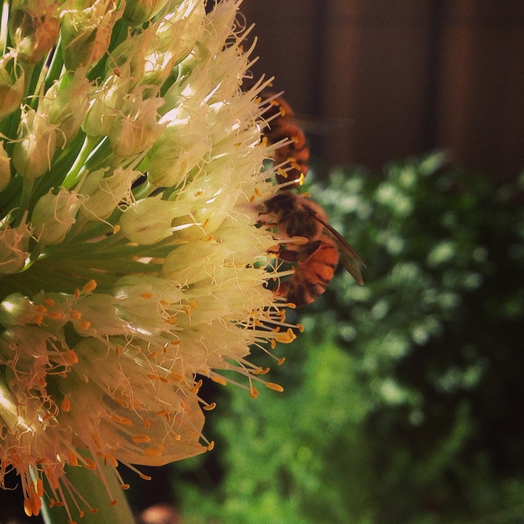 honey-bees-onions