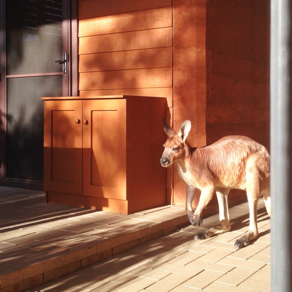 Using our breezeway as a thoroughfare.