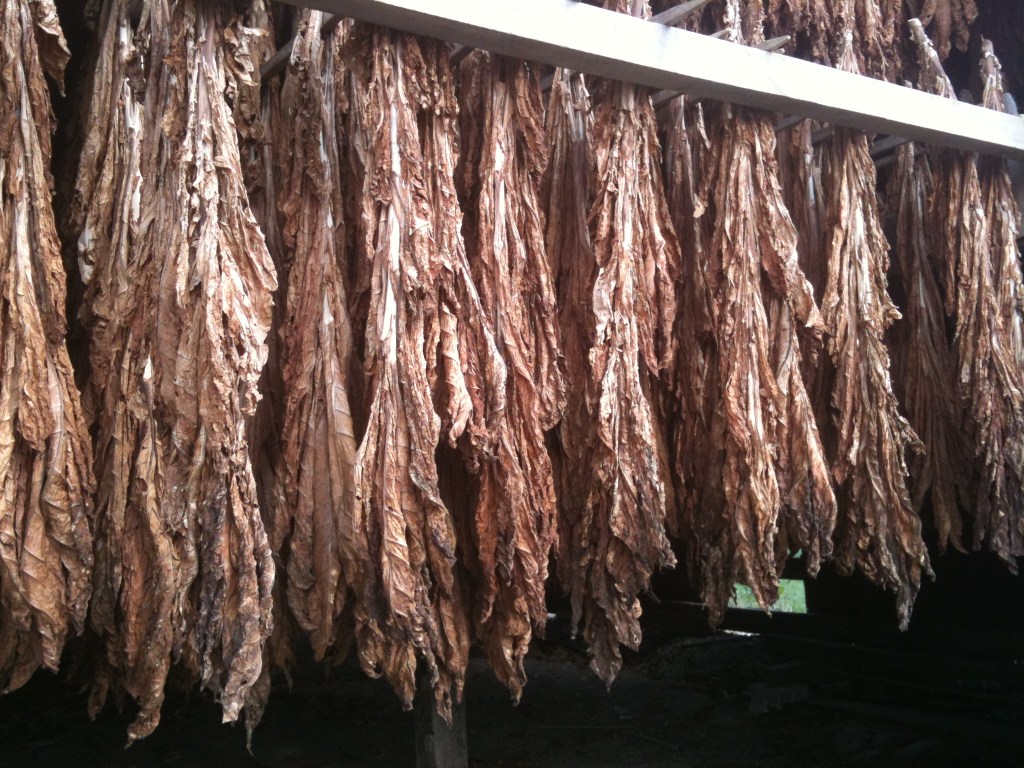 Tobacco hung in barn to dry. Ohio.