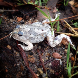 spencers-burrowing-frog