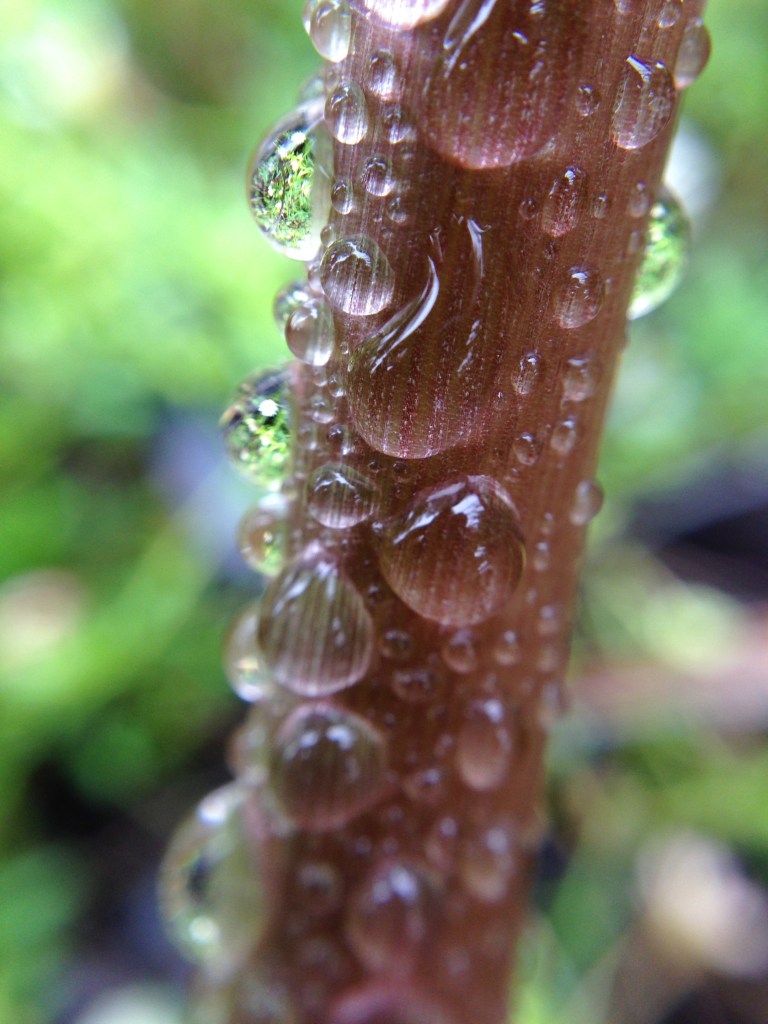 moisture-covered-stem