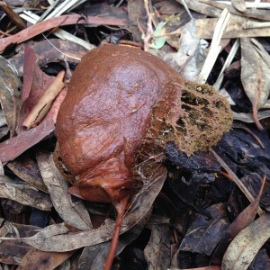 processionary-caterpillar-nest