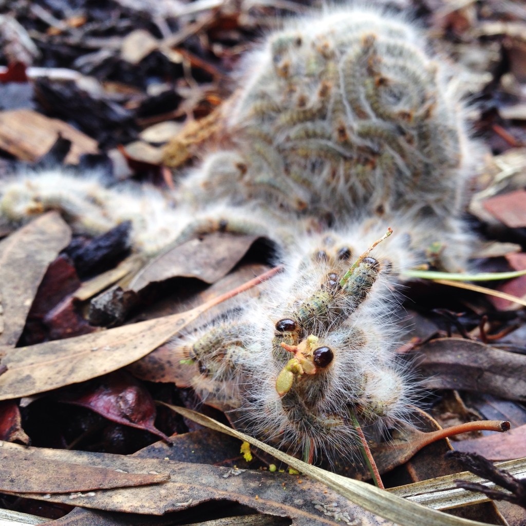 nest-processionary-caterpillars