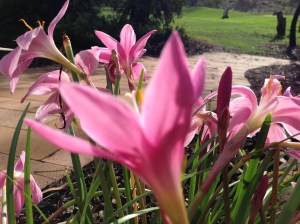 native-lily-australian
