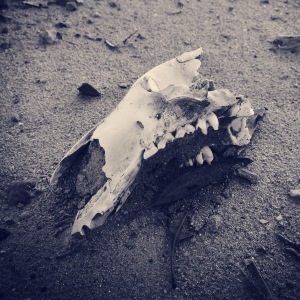 wallaby-skull-desert