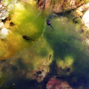 tadpoles-desert-rockpool