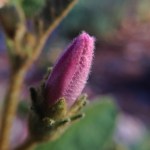 wildflower-bud-desert