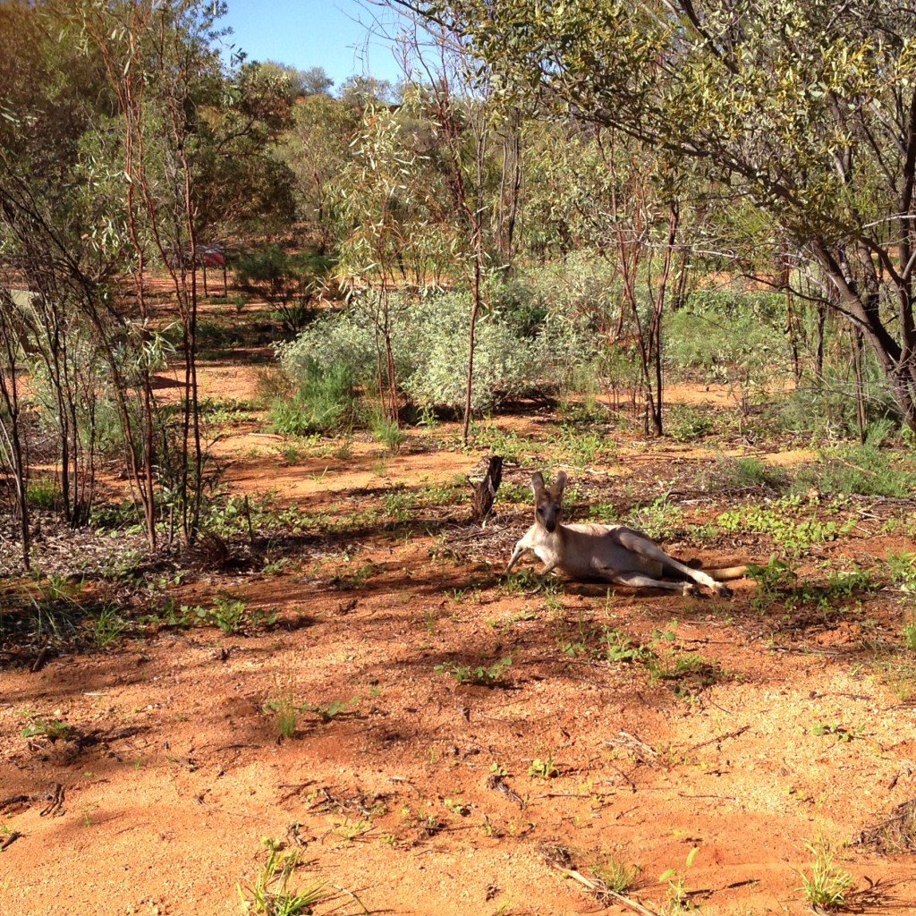kangaroo-wild-resting
