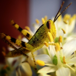 grasshopper-alice-springs