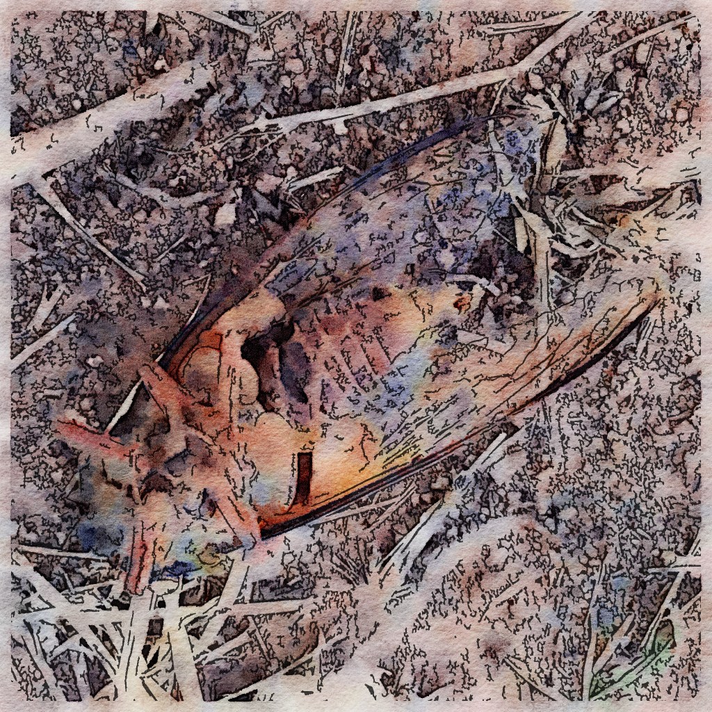 golden-drummer-cicada-deceased