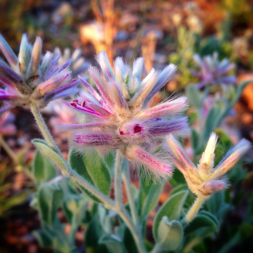 wildflower-alice-springs