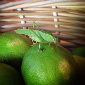 lime-green-grasshopper