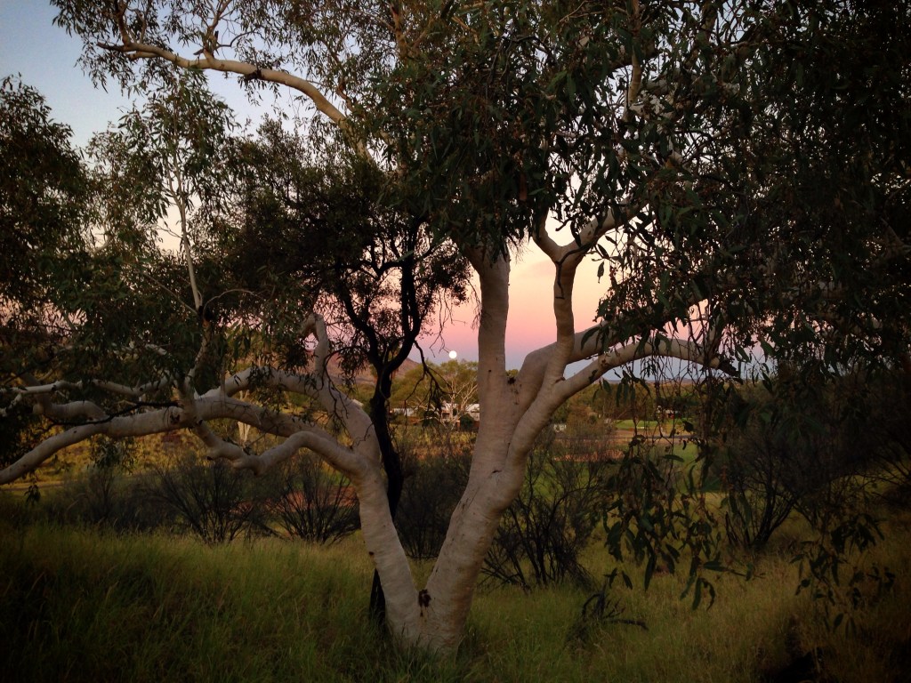full-moon-eucalyptus