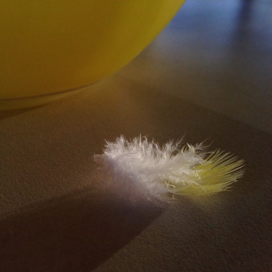 feather-yellow-white