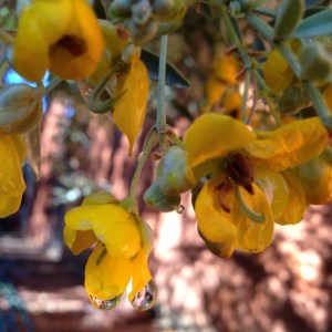 australia-cassia-blossom