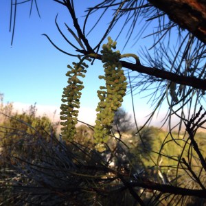 australia-corkwood-blossom